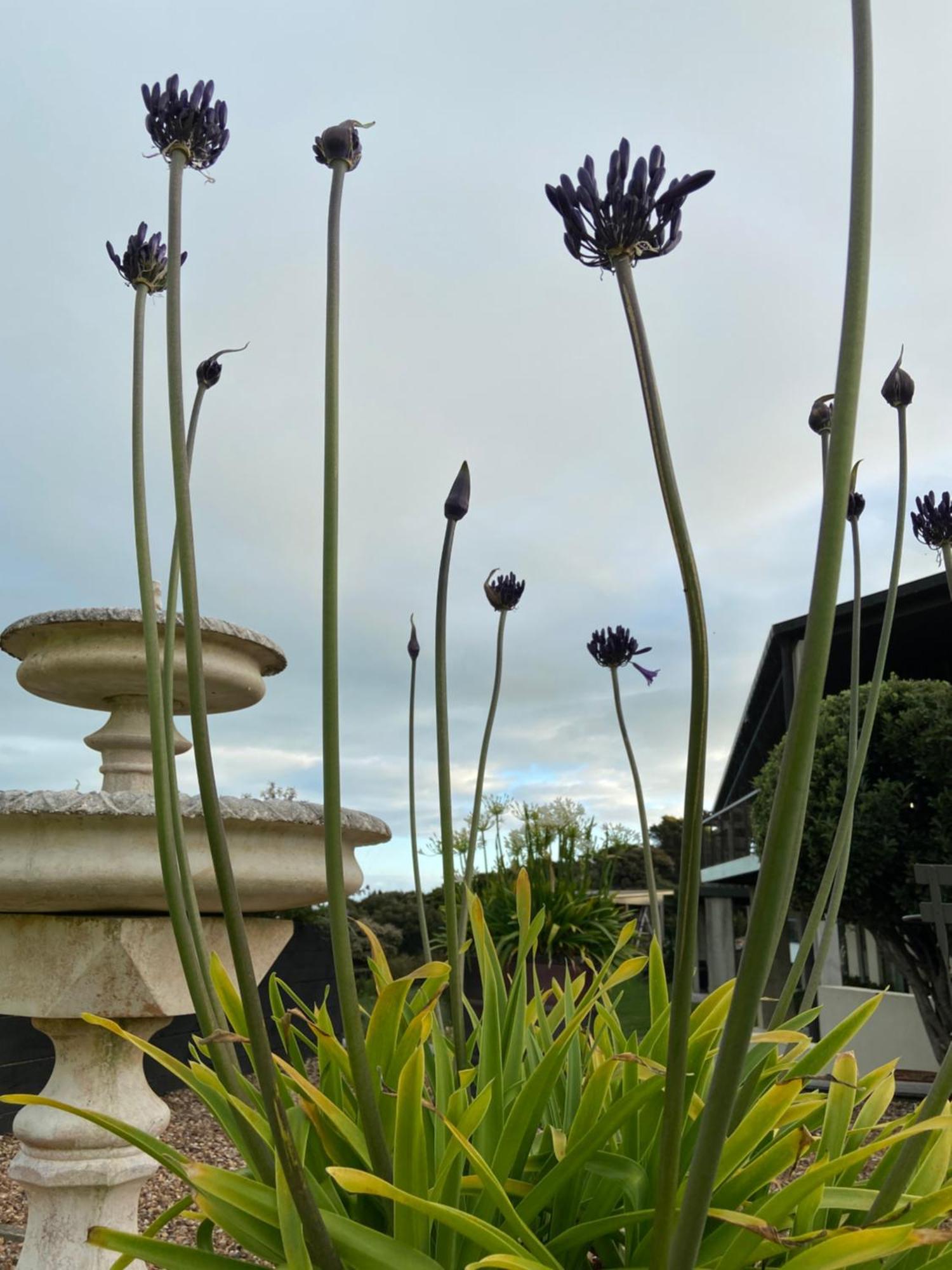 ホテル La Bodega Waiheke Island Surfdale エクステリア 写真