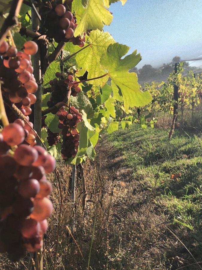 ホテル La Bodega Waiheke Island Surfdale エクステリア 写真
